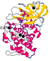 cyklus; AT-selektivní; Hoechst 33342 350 461 prostupuje; AT-selektivní; selektivní vazba k dsdna; buněčný cyklus; Ethidium bromid interkalovaný mezi pár adenin-uracil PicoGreen OliGreen 502 498 523