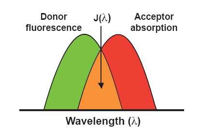 FRET FRET Fluorescence Resonance Energy Transfer FRET je Fluorescence Resonance Energy Transfer Fluorescenční rezonanční energetický transfér podle objevitele Főrster nazýván také Förster Resonance