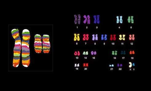 .. Whole chromosome probes: soubor více sond, které