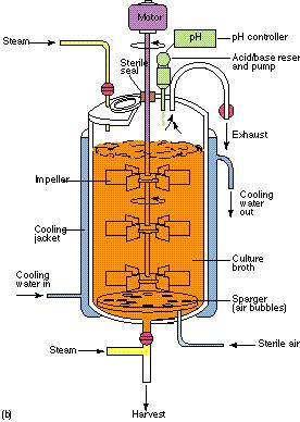 Průmyslová výroba antibiotik velké fermentory nárůst biomasy a metabolitů využití produkčních mikroorganismů aerobní proces (přítomnost kyslíku) vodný roztok živin amonné ionty