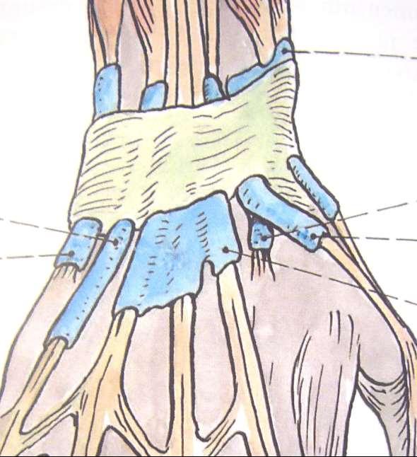 pod retinaculum musculorum extensorum na hřbetu ruky.