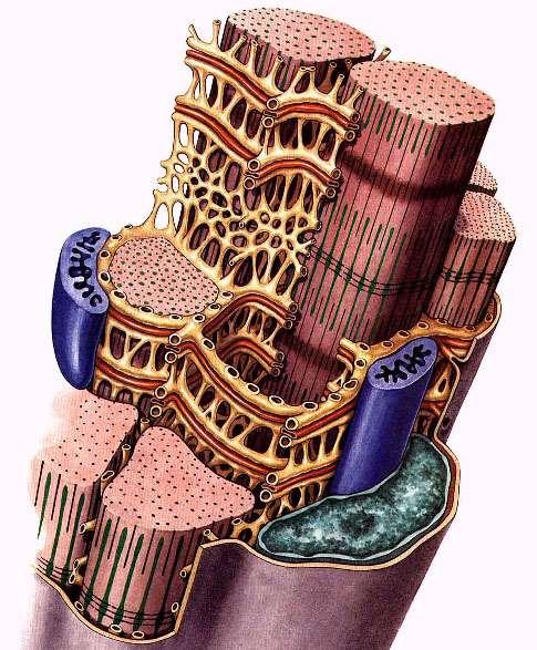 Svalové vlákno, Myofibrily, sarkomery, Sarkoplasmatické retikulum,t-tubuly,
