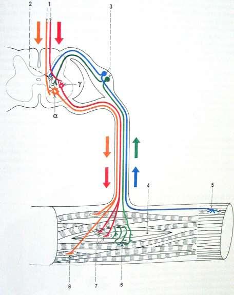 Čihák: Anatomie 1, Grada 2011 Innervace