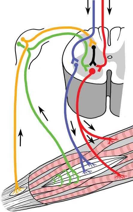 Innervace kosterního svalu míšní segment, radix dorsalis + radix ventralis = nervus spinalis proprioceptivní neurony ve spinálním gangliu