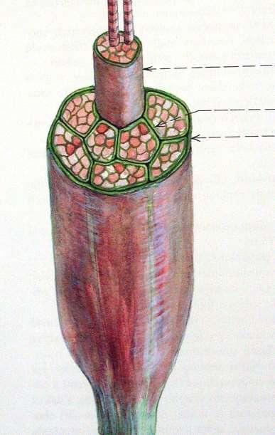 insertio, tendo, aponeurosis,