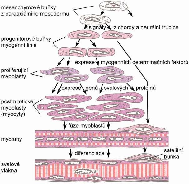 Schéma myogeneze Myogenní