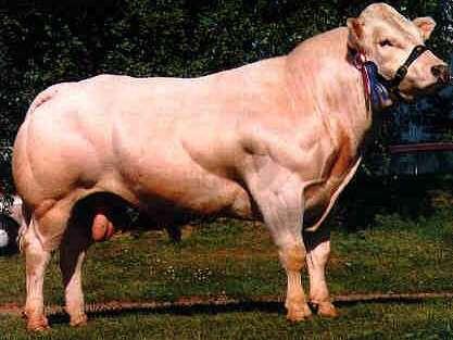 Spontánní mutace (Belgian blue) genu pro myostatin vede k nadměrné proliferaci svalových