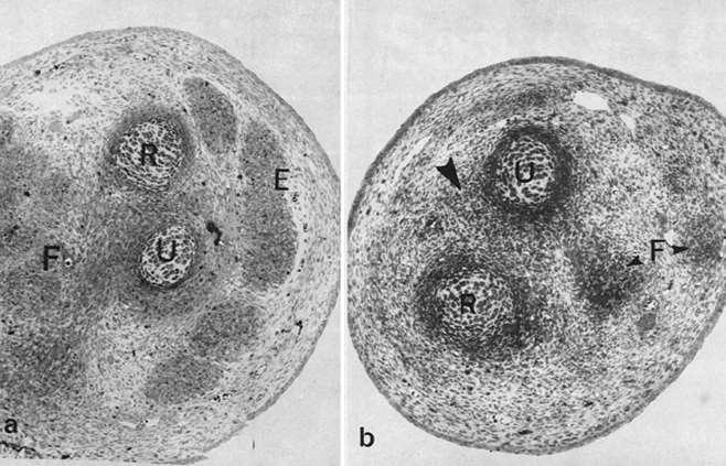 Signální molekula scatter factor (HGF) se tvoří v mesenchymu základu končetiny. Svalové buňky mají c-met receptor pro tuto molekulu a migrují do oblasti její větší koncentrace v základu končetiny.