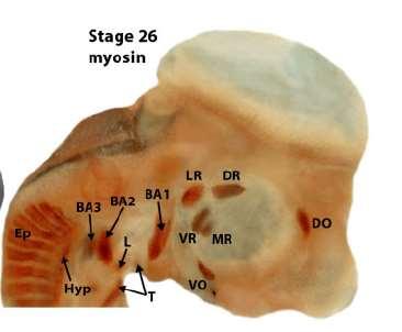 1. Svaly hlavy, které pocházejí z buněk paraaxiálního mesodermu Okohybné svaly (Inervace: III.,IV., VI.