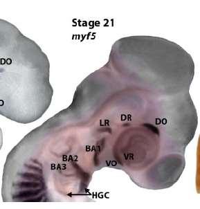 ) Svaly sluchových kůstek (BA 1,2.- V., VII.) Suprahyoidní svaly (BA 1,2.- V., VII. + M.Gh- XII.