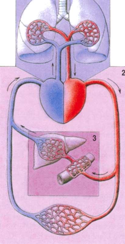 Obecná angiologie krevní cévy: arteria, vena, valva, valvula, vas capillare, kapilára,