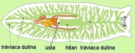 mäkkýše) Mimobunkové (prvýkrát u hlístovcov,