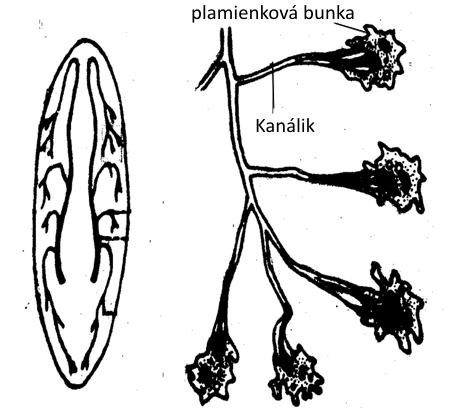 Protonefrídie Protonefrídie Protonefrídie sú jednoduché vylučovacie orgány najmä u bezstavovcov (napr. ploskavce) a tvoria ich tzv. plamienkové bunky - solenocyty.