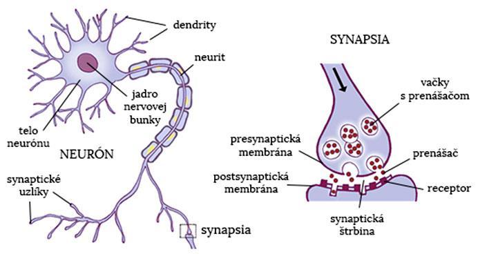 Nervová sústava Neurón základná štruktúrna a funkčná jednotka nervovej sústavy (špecializovaná