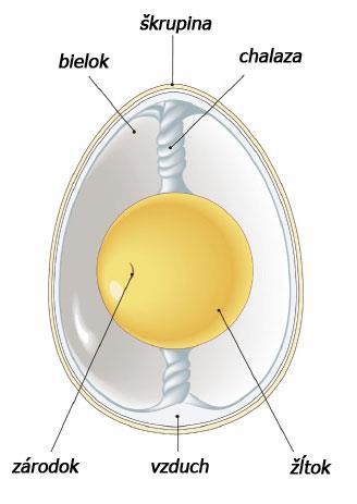 Rozmnožovanie živočíchov Pohlavné rozmnožovanie meiózou sa tvoria haploidné pohlavné bunky gaméty nový jedinec splynutím vajíčka a spermie = zygota potomstvo získava dedičné znaky oboch rodičov