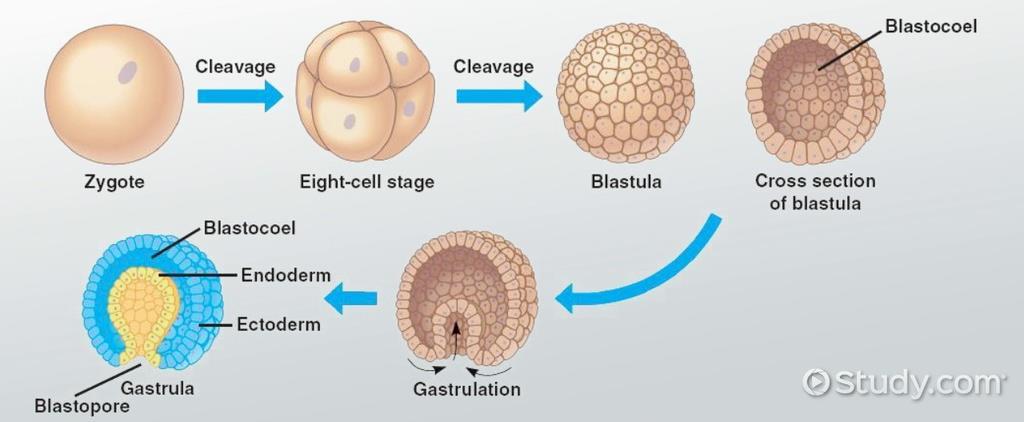 Embryonálny vývin Oplodnené vajíčko sa začne opakovane mitoticky deliť brázdenie vajíčka vzniká mnohobunkový útvar morula z ktorej rozostupovaním buniek vzniká blastula.