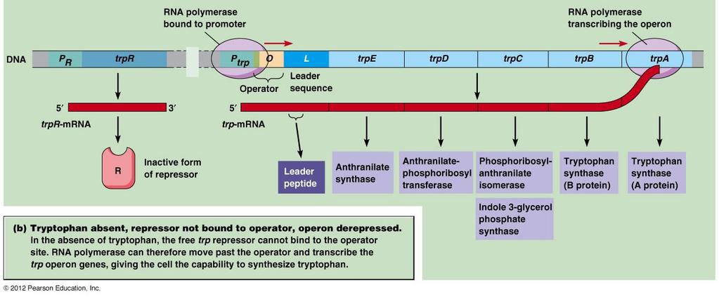 Tryptofanový operon (trp operon) - obsahuje 5 strukturních genů (trpe, trpd, trpc, trpb, and trpa), promotor (P trp ), operator (O), a vedoucí sekvenci (L) - Pokud Tryptofan chybí - represor (kodován