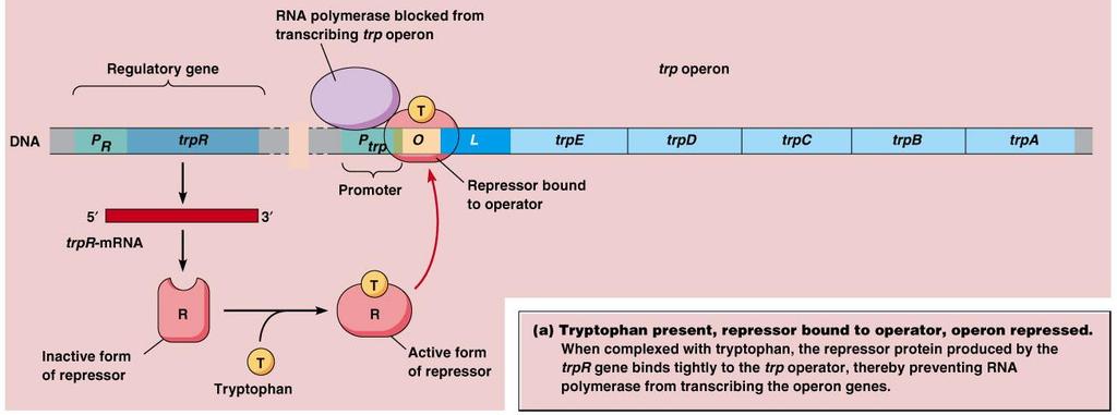 Tryptofanový operon (trp operon) - Pokud je Tryptofan přítomen, váže se na represor a represor vazbou na DNA zastaví