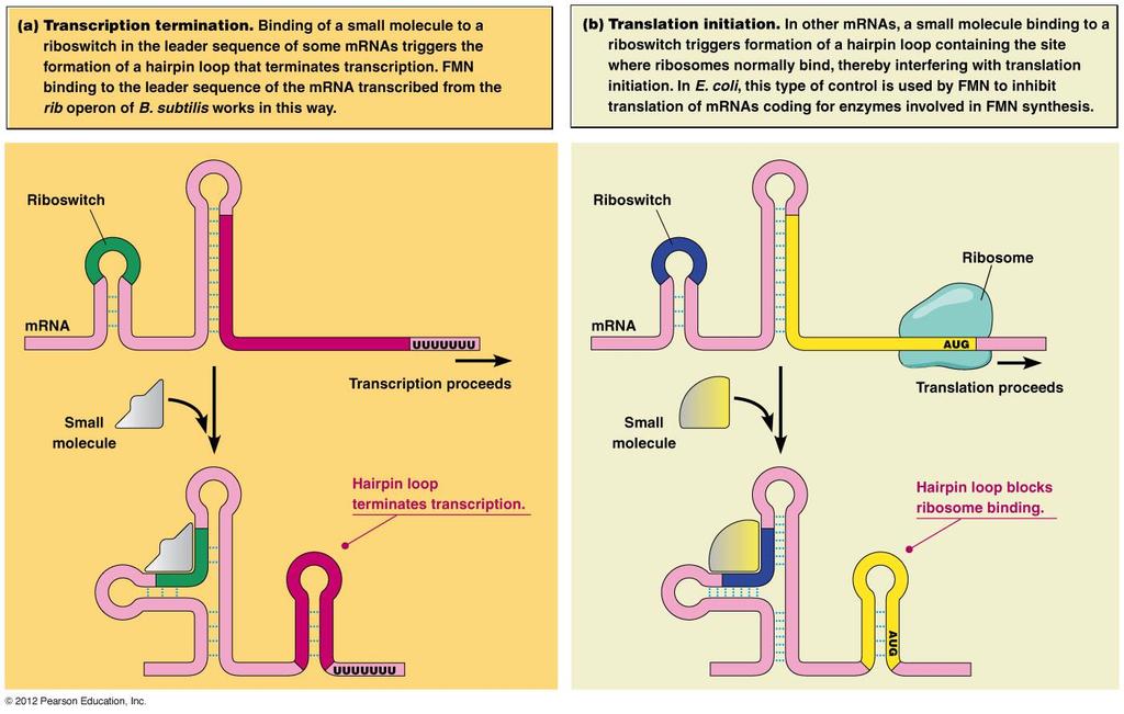 Riboswitch - další příklady - regulační úsek na mrna, který kontroluje produkci daného proteinu (může