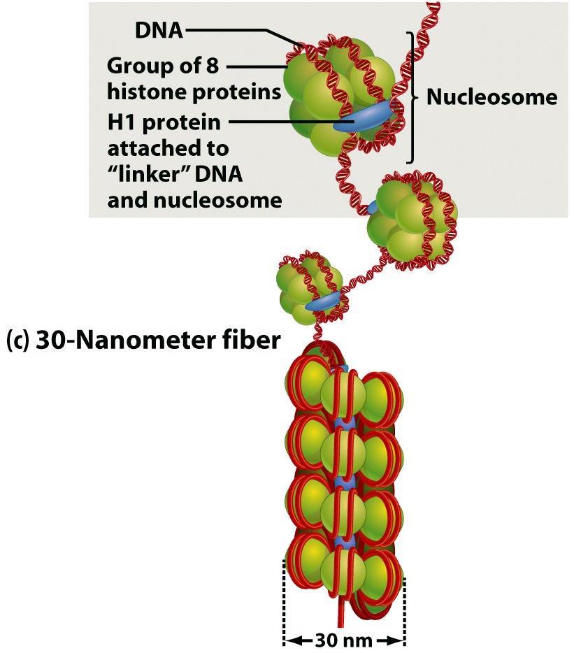 heterochromatin dekondenzuje do "rozbaleného" euchromatinu - Chromatinové remodelace patří mezi nejtypičtější epigenetické