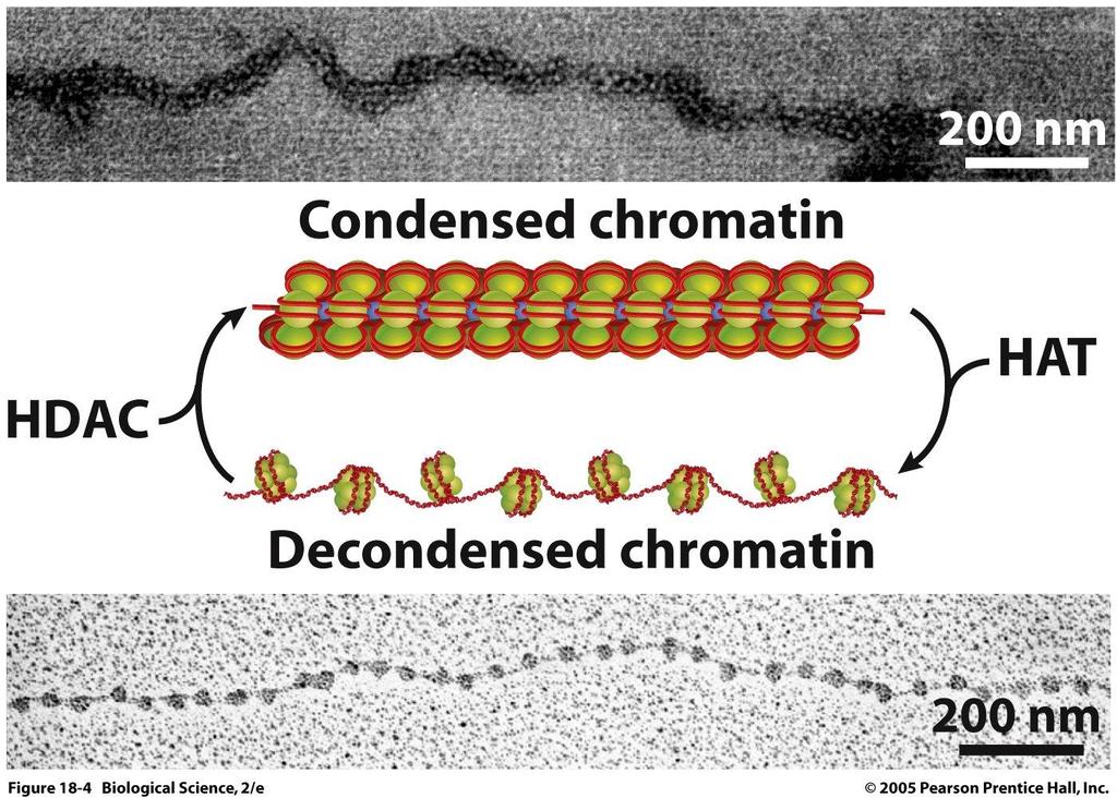 Chromatinová remodelace - Chromatin-remodeling complexes - skupina proteinů, které mění strukturu chromatinu - KONDENZACI a DEKONDENZACI chromatinu zajišťují enzymy: 1.