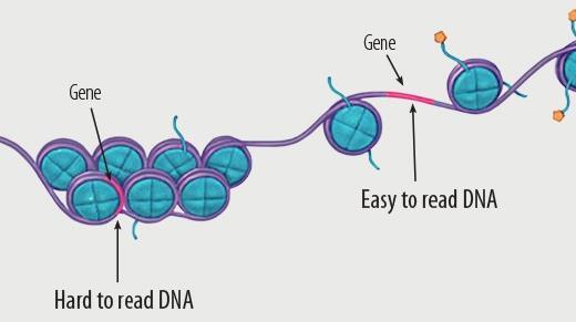 Chromatinová remodelace - EPIGENETIKA "Studuje změny v genové expresi (buněčného fenotypu), které nejsou způsobeny změnou nukleotidové sekvence DNA, ale mohou být dědičné" DNA sekvence (A, C, T, G)