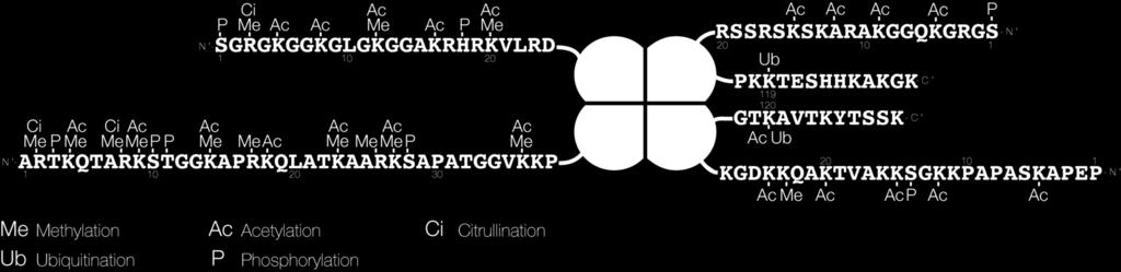 Typ modifikace (Me: methyl, P: phosphate, Ac: acetyl, Ub: ubiquitin) 4.