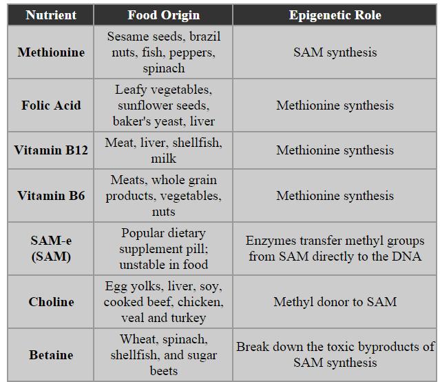 EPIGENETIKA A VÝŽIVA University of Utah, Health Science;