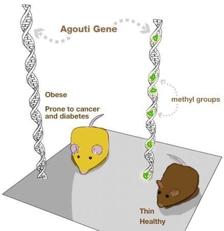 EPIGENETIKA A VÝŽIVA Výživa bohatá na zdroj methylové skupiny (cholin a folát) ovlivňuje methylaci DNA hlavně v prenatálním vývoji - některé regiony genomu pak zůstávají odmethylovány (zapnuty) po