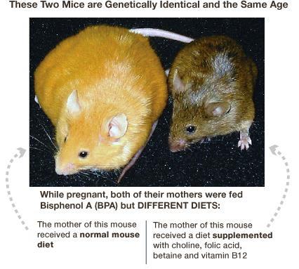 EPIGENETIKA A VÝŽIVA Bisphenol A (BPA) - sloučenina k výrobě plastů (plastové láhve, plechovky) - snižuje methylaci DNA (prokázáno na Agouti genu u myší*) - BPA podávané matkám, potomstvo bylo žluté