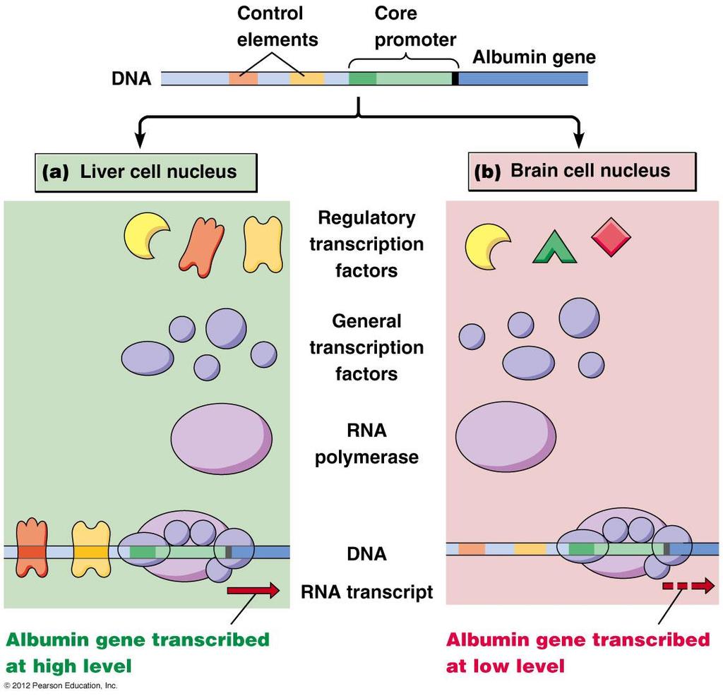Transkripce genu pro albumin* Všechny buňky obsahují RNApolymerázu a bazální (obecné) TFs Jaterní buňky obsahují regulační TFs rozpoznávající všechny kontrolní elementy pro albuminový gen