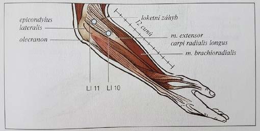 Příloha č.14 Akupunkturní body LI10 a LI11 Zdroj: Hecker et al, 2010 Příloha č.