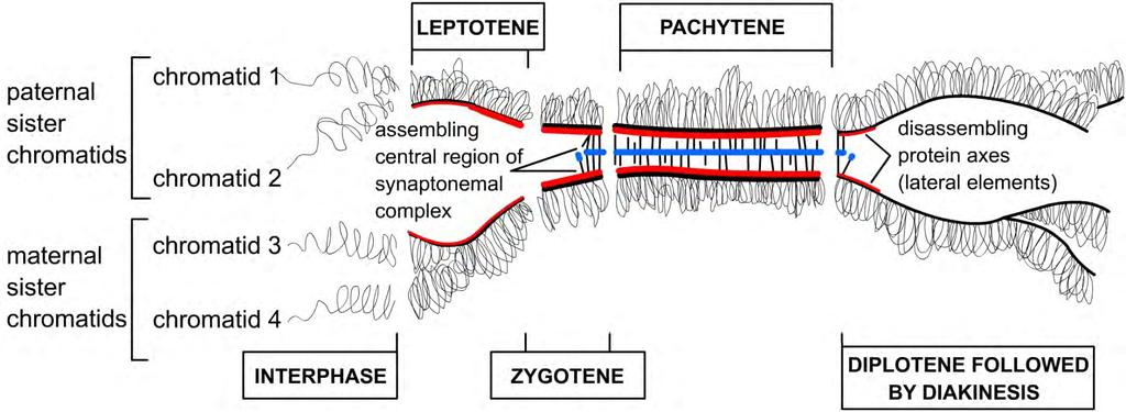 Chromatidy v