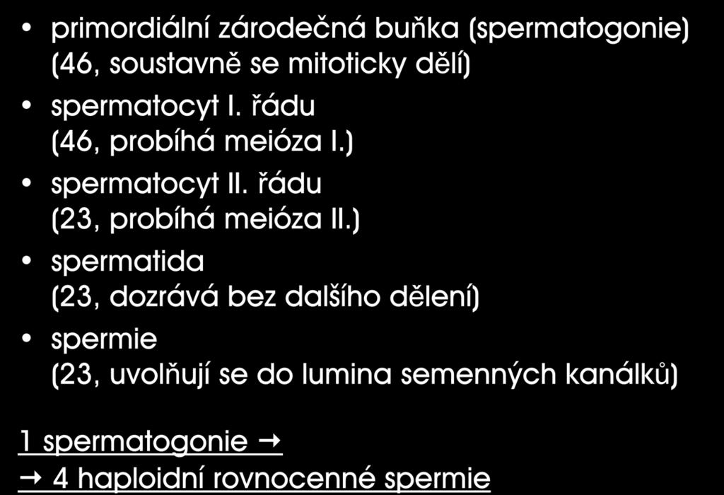 GAMETOGENEZE: SPERMATOGENEZE primordiální zárodečná buňka (spermatogonie) (46, soustavně se mitoticky dělí) spermatocyt I. řádu (46, probíhá meióza I.) spermatocyt II.