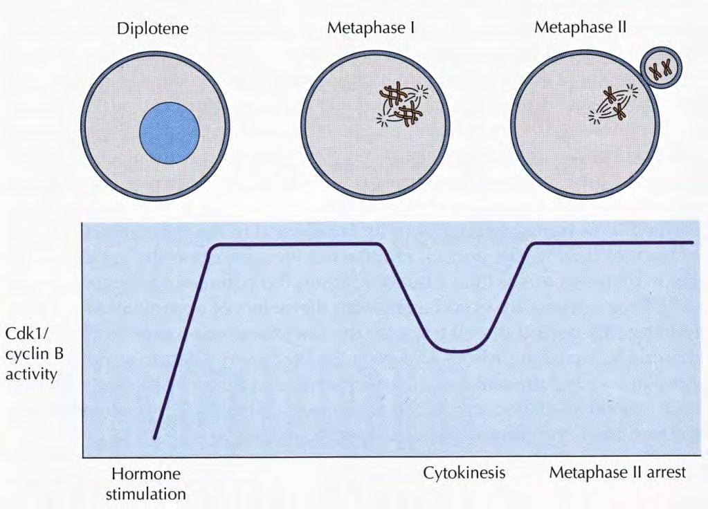 maturation promoting factor) kondenzace chromosomů, rozpad jaderné membrány,