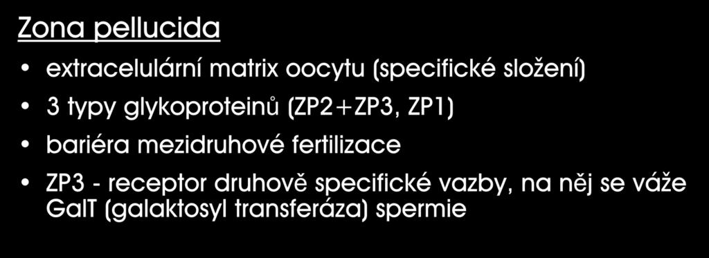 Zona pellucida extracelulární matrix oocytu (specifické