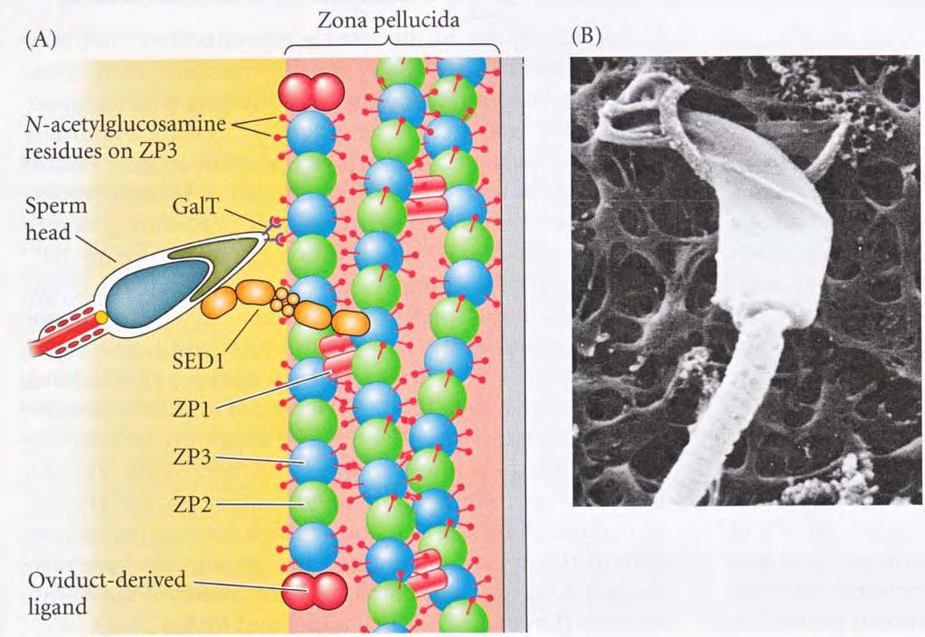 mezidruhové fertilizace ZP3 - receptor druhově