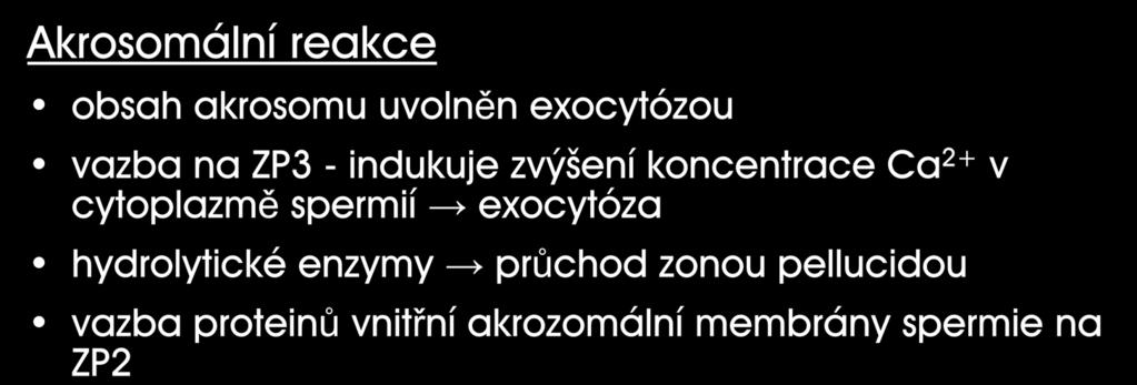 Akrosomální reakce obsah akrosomu uvolněn exocytózou vazba