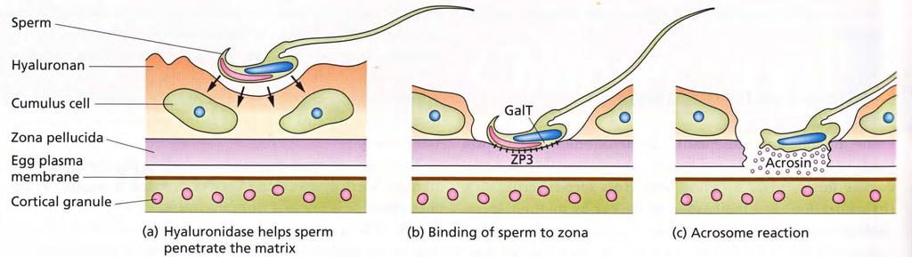 spermií exocytóza hydrolytické enzymy průchod zonou