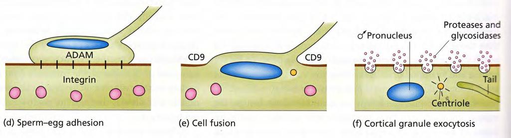 transmembránové proteiny spermií s vazebnou doménou pro integriny oocytu