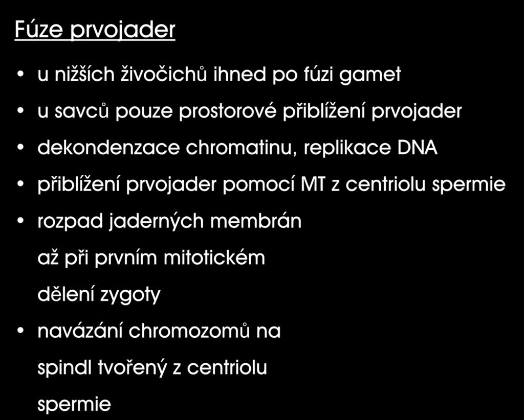 Fúze prvojader u nižších živočichů ihned po fúzi gamet u savců pouze