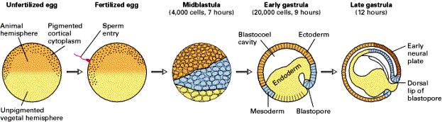 Časná embryogeneze u obojživelníků: 3 fáze