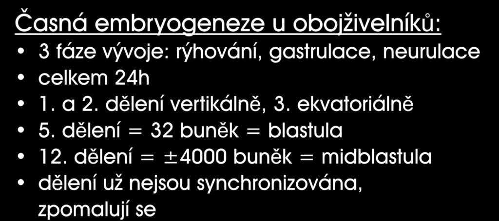 celkem 24h 1. a 2. dělení vertikálně, 3.