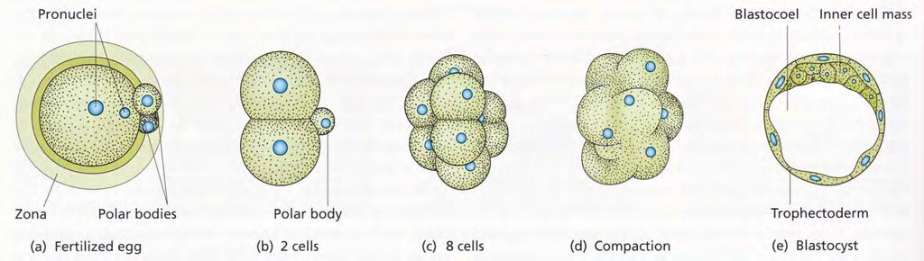 Časná embryogeneze u savců: zygota