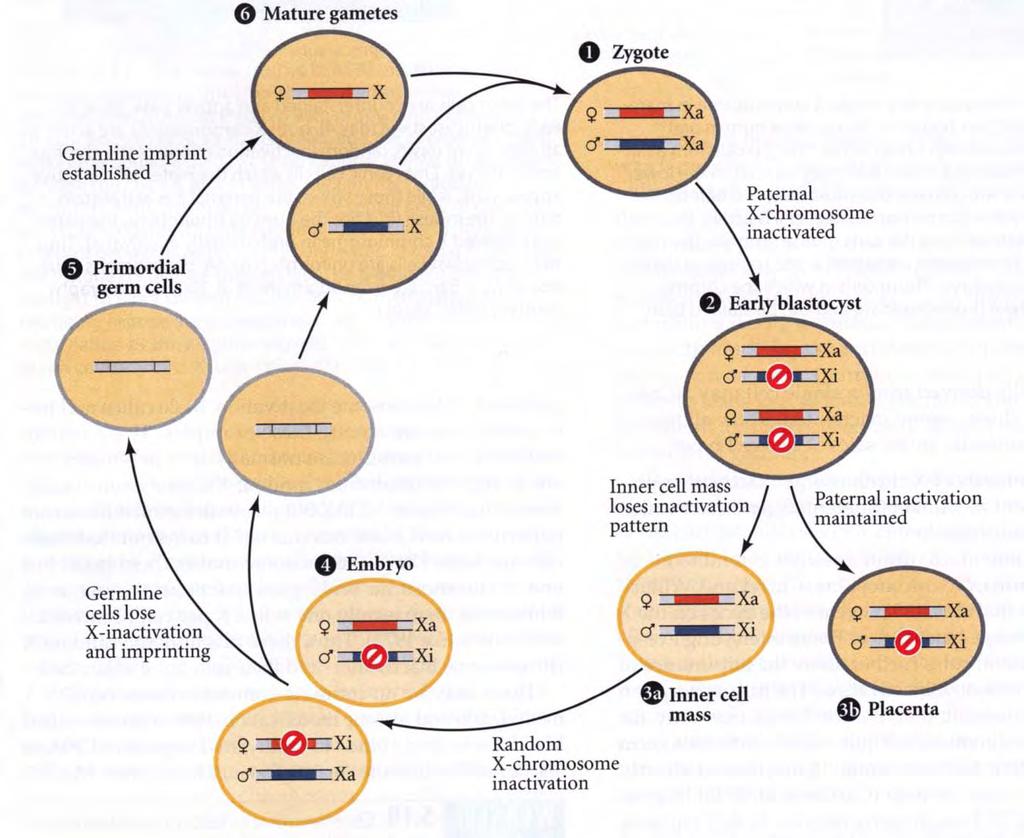 Inaktivace chromozomu X v časné blastocystě inaktivace paternálního X zůstává