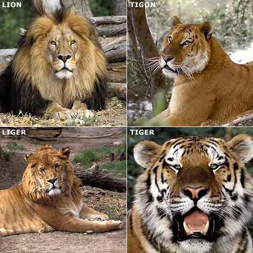 liger, tigon lev (38