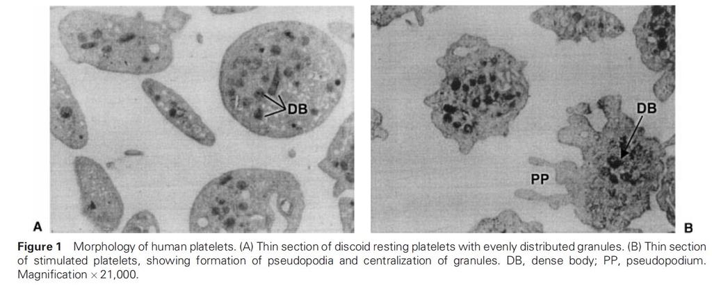 Jurk K, Kehrel BE: Platelets: Physiology and biochemistry.