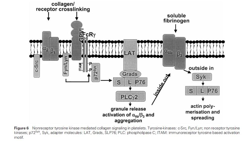 Jurk K, Kehrel BE: Platelets: Physiology and biochemistry.