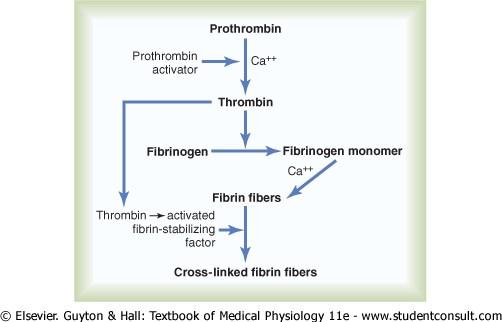 Figure 36-2 Schema for conversion of prothrombin to thrombin and polymerization of fibrinogen