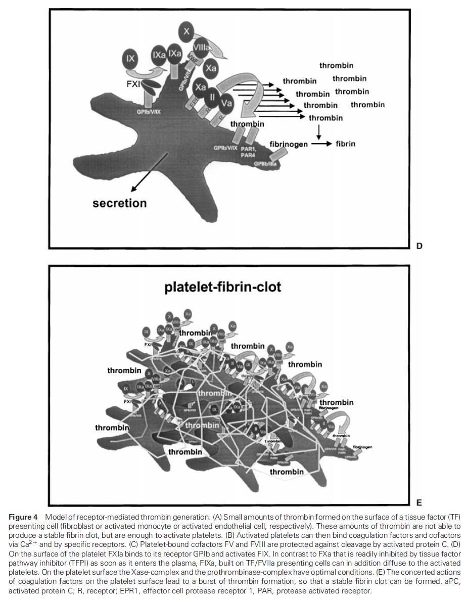 Jurk K, Kehrel BE: Platelets: Physiology and biochemistry.
